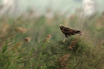Marsh harrier perched on bushes