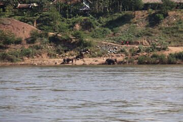 Eléphants au bord du Mékong, Laos