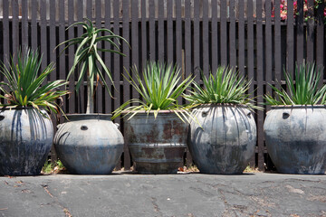 Fototapeta premium Large planter pots with a variety of green plants in front of a wooden fence