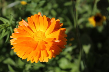 FLOR