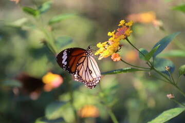 Papillon sur une fleur à Kuang Si, Laos
