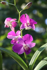 Orchidée à Kuang Si, Laos	