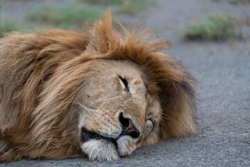 Lion sleeps after a large lunch, Ndutu, Tanzania 