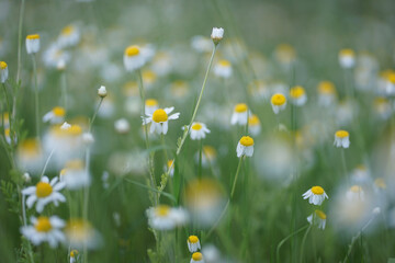 Wide field of Matricaria chamomilla (recutita), known as chamomile, camomile or scented mayweed, is known mostly for its use against gastrointestinal problems or to treat irritation of the skin.     