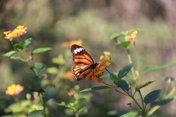 Papillon à Kuang Si, Laos