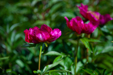 Bush of peonies in the garden. Beautiful dark pink buds of summer flowers. Peony flower Bordeaux color.