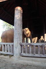 Eléphant d'une ferme à Luang Prabang, Laos
