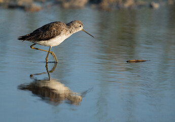 Marsh Sandpiper at Asker Marsh, Bahrain