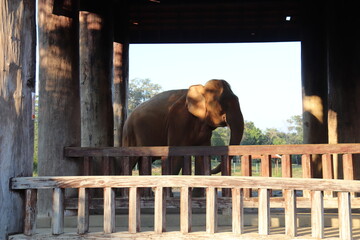 El&eacute;phant d'une ferme &agrave; Luang Prabang, Laos