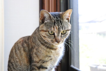 窓のそばに座る若い猫