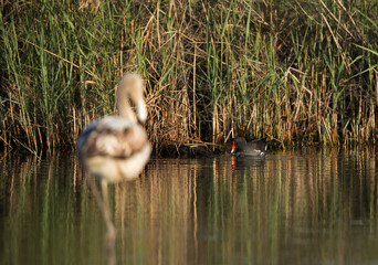 Common Moorhen and a Greater Flamingos at the foreground