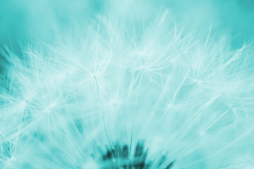 White dandelion cap with seeds close-up. Light blue tinted horizontal shot. Summer floral background. Airy and fluffy wallpaper. Macro