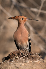 Portrait of  Hoopoe