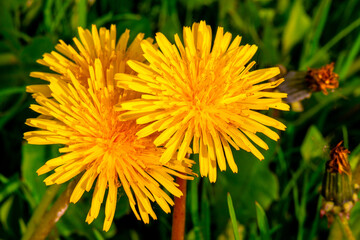 beautiful yellow flowers mother and stepmother, top view, close-up. unblown dandelion