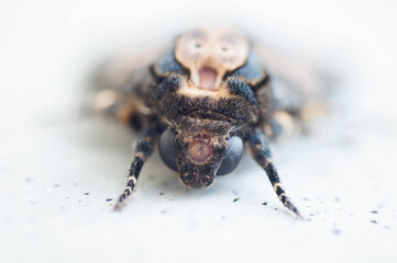 spider on the wall
