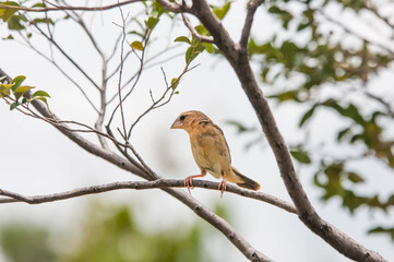 robin on branch