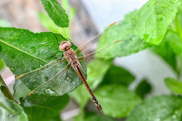 close up macro on a dragonfly resting on a green leaf in natural environment