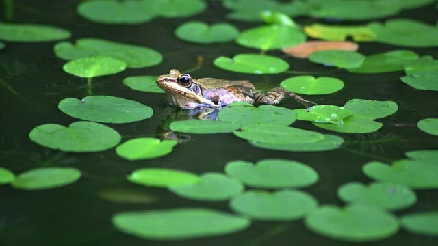 FClose up of frog in the water lily pond.