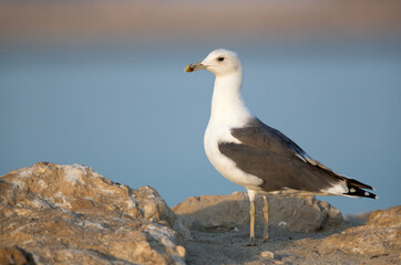 Heuglins gull in the morning at Busaiteen coast, Bahrain