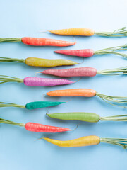 Carrots of different colors isolated on blue background