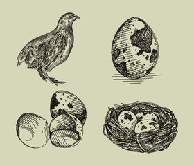 Hand-drawn sketch of quail set. The set consists of a quail, quail eggs and quail eggs in the nest	
