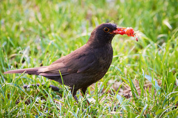Common blackbird eating 
strawberry (Turdus merula)