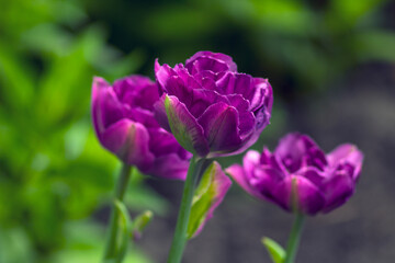 purple tulip flowers in the flowerbed