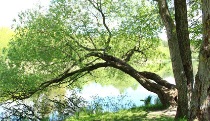 Fototapeta premium A beautiful tree growing by the river. Branches bend to the water. Sunny day.