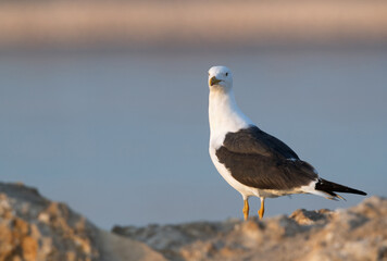 Heuglins gull at Busaiteen coast, Bahrain