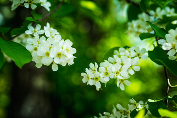 Blooming bird cherry tree in the garden. Selective focus.