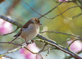Obraz premium Female common chaffinch bird sitting on a tree