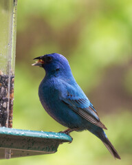 A male Indigo Bunting feeds at a bird feeder in the rain.  Close up view.