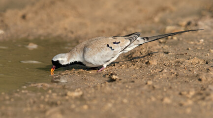 Namaqua Dove drinking water, Bahrain
