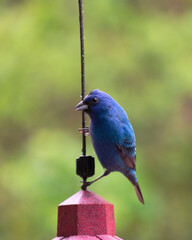 A male Indigo Bunting perches on the cord of a bird feeder.  He looks intently at the camera.  Close up view.
