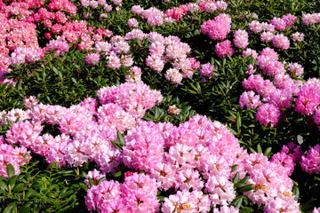 Pink Rhododendron flowers and bushes