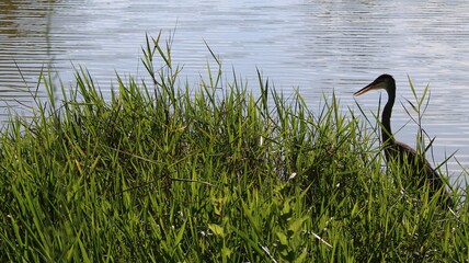 Heron by the Lake