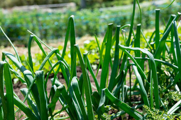 畑と長ネギ
