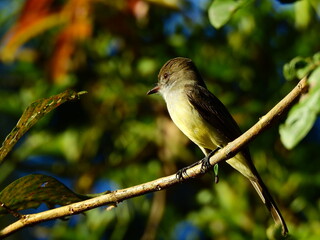 black capped kingfisher - chested wild