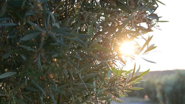 detail of a blossoming olive branch with the fruit blooming in an olive field at sunset
