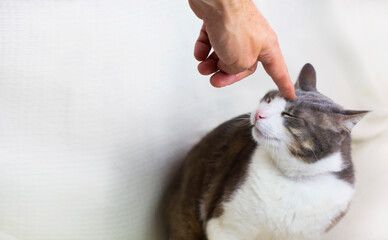 Man reproving cat sitting on sofa. A male finger touch a white gray adult pampered Cat´s head to...