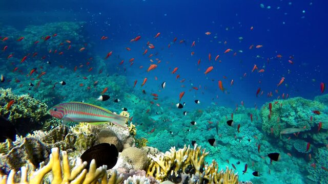 The marine life of tropical fish. Coral reef. Tropical sea and coral reef.