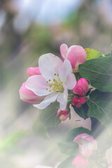 Obraz premium Blossom Apple Tree in April on a transparent spring day in bright sunlight