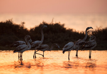 Greater Flamingos in the morning at Asker coast,  Bahrain