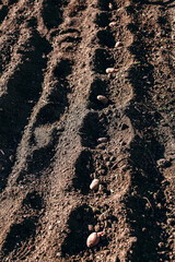 Photo of the field on which the potato is planted. Wells in the ground with potato seeds