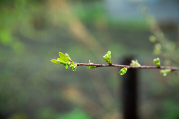 New leaves on apple tree in the garden. Selective focus.