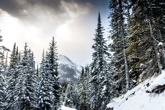 Snow Covered Trees And Rockies From Chester Lake. Peter Lougheed Provincial Park