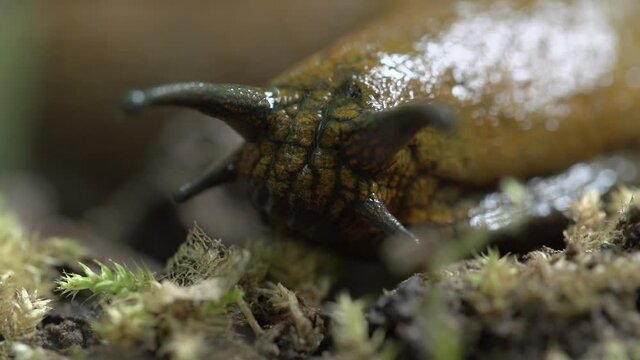 Close-up lockdown shot of slug eating tiny plants in forest - Steigerwald, Germany