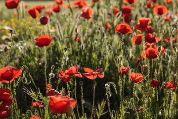 Wild red poppies