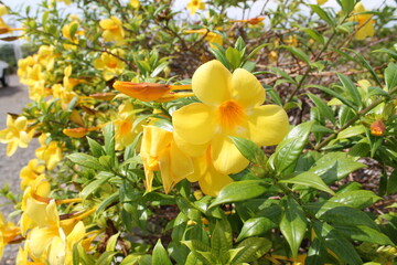 Dominicana. Culture Of The Dominican Republic. Sights and nature of the Dominican Republic.