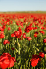 Wild red poppies